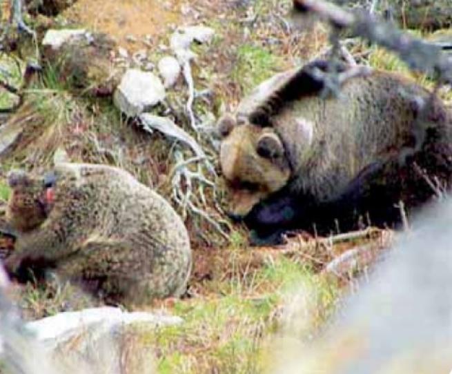 L’uccisione dell’orsa Daniza: analisi giuridica delle responsabilità