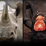 visual-rinoceronte-02