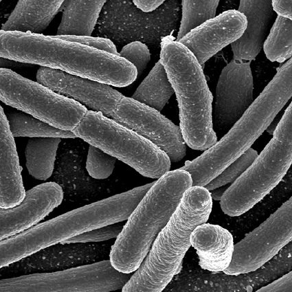 La resistenza agli antibiotici rafforza batteri