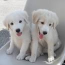 ‘Un veterinario in famiglia’- Anagrafe canina: cos’è e come funziona